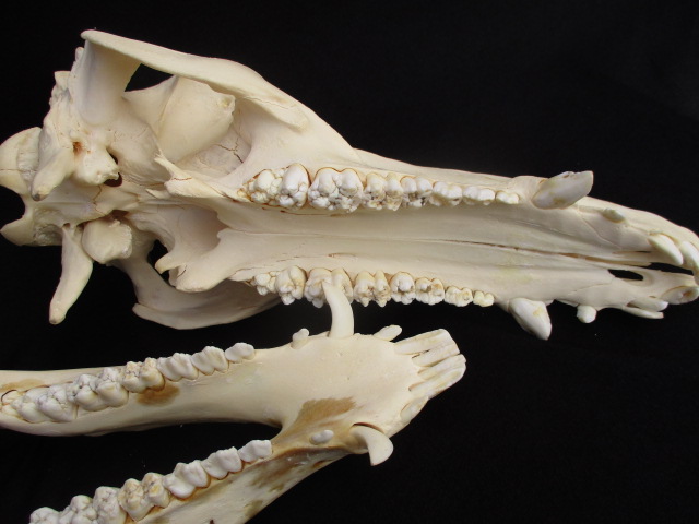 skull and bones jockstrap