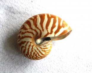 Nautilus S