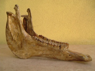 equus caballus kaak