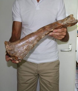 Wisent Tibia ( 50 cm)