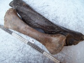 ulna neushoorn