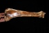 Wisent Tibia ( 50 cm)