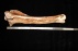 Wisent Tibia ( 50 cm)