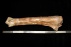 Wisent Tibia ( 50 cm)